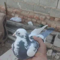 کبوتر|پرنده|مرودشت, محمد آباد|دیوار