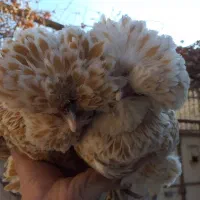 جوجه‌های پولند دوماهه با کیفیت ممتاز