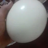 تخم شترمرغ سالم برای مصرف پخت کیک وغیر|حیوانات مزرعه|مشهد, شهید آوینی|دیوار