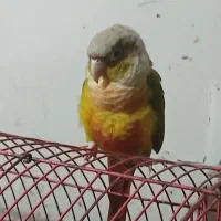 گرینچیک ماده