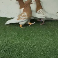 کفتر کله ، دم سفید ، خطی|پرنده|مشهد, ویلاشهر|دیوار