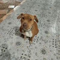 پیت بول ماده.شیتزو واشپیتز. نر.هرسه برای فروش