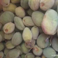بادام تلخ ۸۰