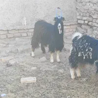 فروش یک عدد بز ویک عدد بزغاله نربزی|حیوانات مزرعه|جوادآباد, |دیوار