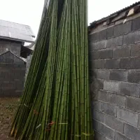 نی بامبو، خیزران، برای کیوی و غیره