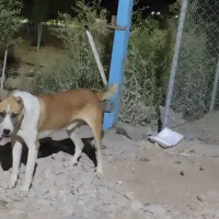 دورگه آلابای و سرابی|سگ|آبسرد, |دیوار