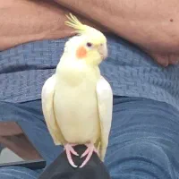 عروس هلندی گمشده|حیوانات|بندرعباس, |دیوار