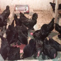 خروس مرندی بالغ و مرغ مرندی بالغ