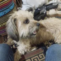 سگ کوچولو مهربان وبازیگوش|سگ|آفتاب, |دیوار