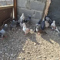 پرنده