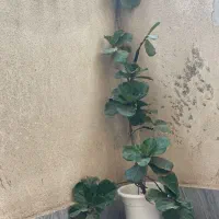 گل مانسترا و لیراتا