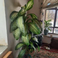 گل زیبای دیفن|گل و گیاه طبیعی|بانه, |دیوار