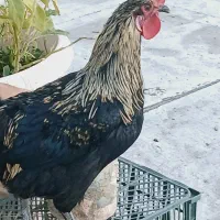 خروس کردی ۱ ساله