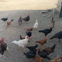 فروش چند تا مرغ و خروس لاری اصیل|حیوانات مزرعه|سیمینه, |دیوار