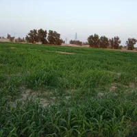 زمین|فروش زمین و ملک کلنگی|هامون, |دیوار