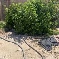 برای هم وطنان بوشهر