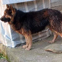 سگ ژرمن شپرد نر ۱۱ماهه