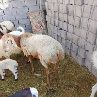 دوعدد بره