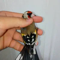 سهره چونه سفید خطی|پرنده|تهران, والفجر (افسریه)|دیوار