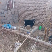 فروش یک راس بزغاله آلپاین نر|حیوانات مزرعه|میان جلگه, |دیوار