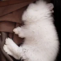 خرگوش لوپ|موش و خرگوش|مریوان, |دیوار