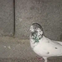 کبوتر پرشی|پرنده|ایرانشهر, |دیوار