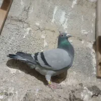 سبز ماده مسافتی المانی