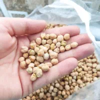 نخود تازه برای امسال زود پز