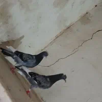 کبوتر پلاکی