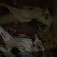 آلبینو|پرنده|شبستر, |دیوار