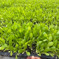 نشا کاهو|خدمات باغبانی و درختکاری|مرودشت, تامین اجتماعی|دیوار