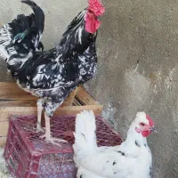 مرغ خروس گلین