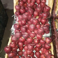 حق العمل کاری میدان مرکزی تره بار تهران|عمده‌فروشی|تهران, میدان میوه و تره‌بار مرکزی|دیوار