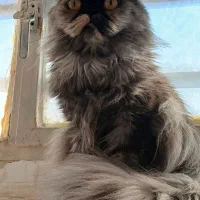 گربه نژاد اسکاتیش و پرشین|گربه|فردوس (خراسان), |دیوار