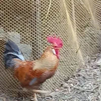 خروس|حیوانات مزرعه|محمدشهر, محمدشهر|دیوار