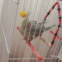 پرنده