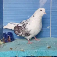 تهرانی ماده چش دورنگ ساعتی. معاوضه