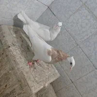 طوقی کاکل عطیقه|پرنده|زاهدان, |دیوار