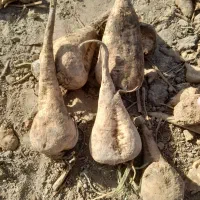 ۴نفر نیروکار|استخدام صنعتی، فنی، مهندسی|بشاریات, |دیوار