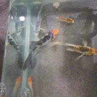 کوی سوپرباله|ماهی|قم, آزادگان|دیوار