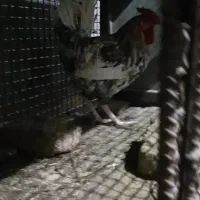 خروس های محلی بومی ورامین بسیار درشت و زیر قیمت