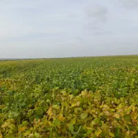 اجاره زمین کشاورزی|اجارهٔ دفتر صنعتی، کشاورزی، تجاری|بیله سوار, |دیوار