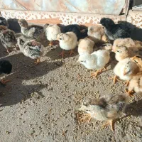 جوجه یک روزه..