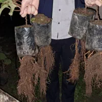 نهال کیوی تلخ