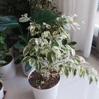 فروش شفلرا|گل و گیاه طبیعی|خمینی‌شهر, |دیوار