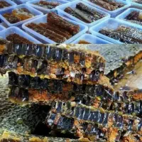 اربا دوشاب،رب انار ،رب الوچه،عسل طبیعی و غیره|خوردنی و آشامیدنی|رشت, جهاد|دیوار