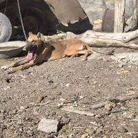 سگ ماده|سگ|گوگان, |دیوار