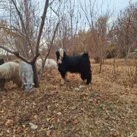 بزغاله دوبری شاخ انبر و بزغاله ماده پاکستانی|حیوانات مزرعه|مبارکه, |دیوار