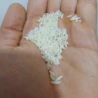 برنج هاشمی آستانه درجه ۱
