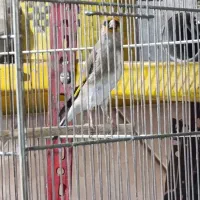 سهره جوجه قفس|پرنده|کهریزک, |دیوار